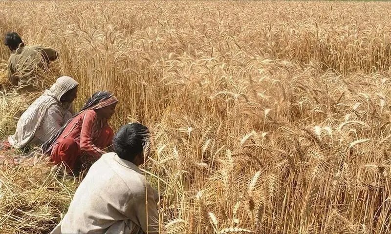 Wheat procurement hits roadblock in Punjab