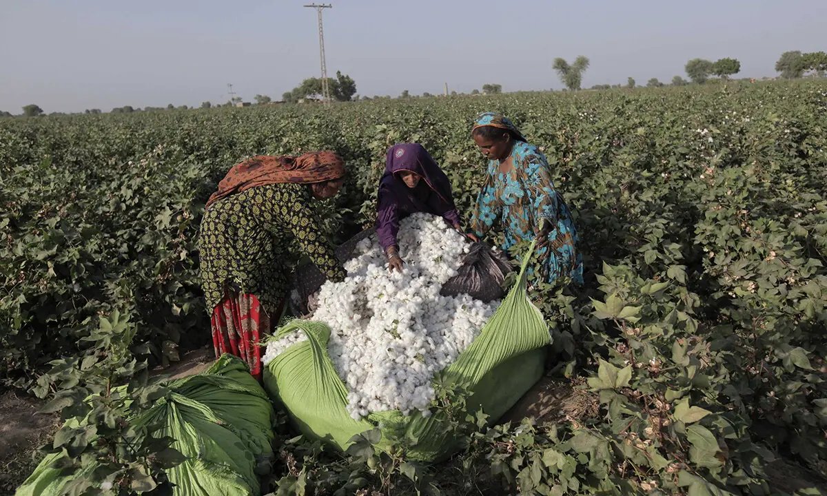 Cotton stocks at ‘lowest ebb’ ahead of ginning season