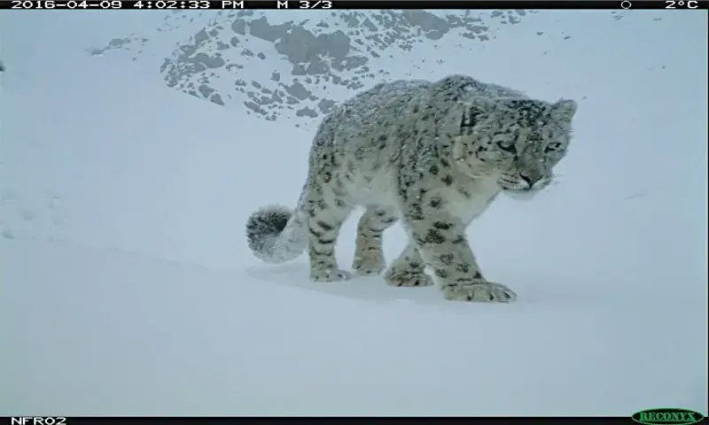 Iconic snow leopard makes a comeback in rugged terrain of Chitral
