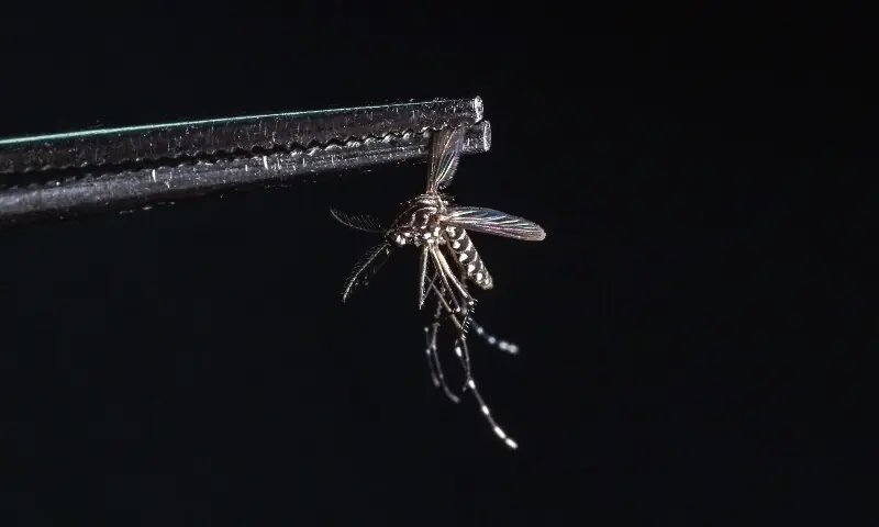 Why are some people mosquito magnets?
