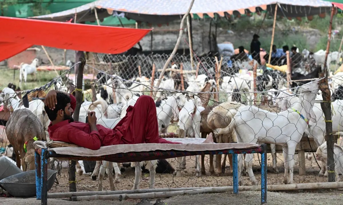 Punjab govt bans activities 'injurious to public health, peace' ahead of Eidul Azha