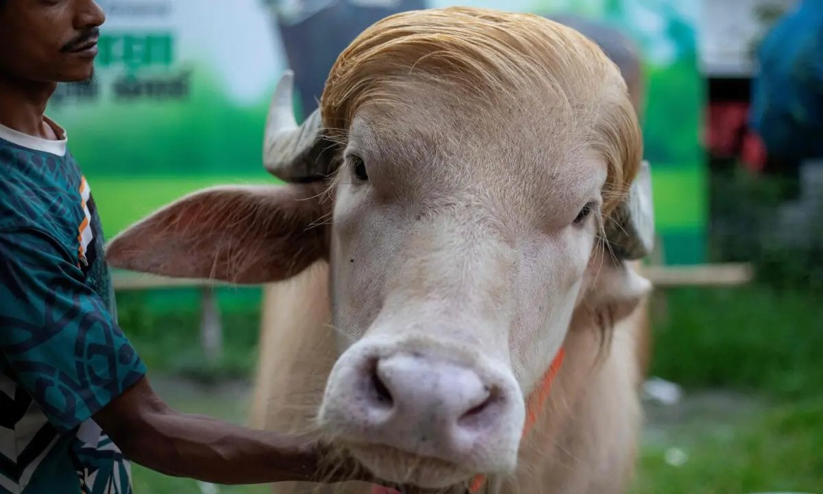 Commander-in-beef: Buffalo nicknamed 'Donald Trump' wins fans in Bangladesh