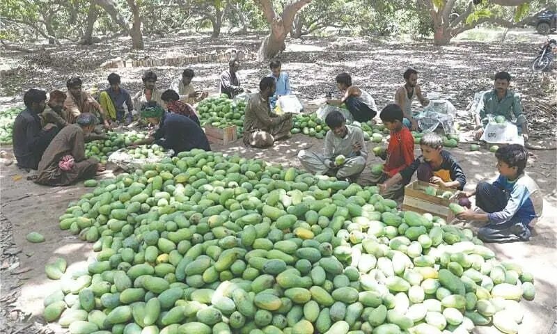 Artificial sweeteners hurting mango industry