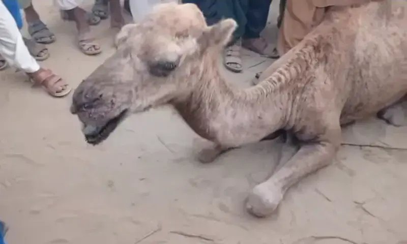 Sindh CM orders action after camel’s eyes gouged out in Thar village