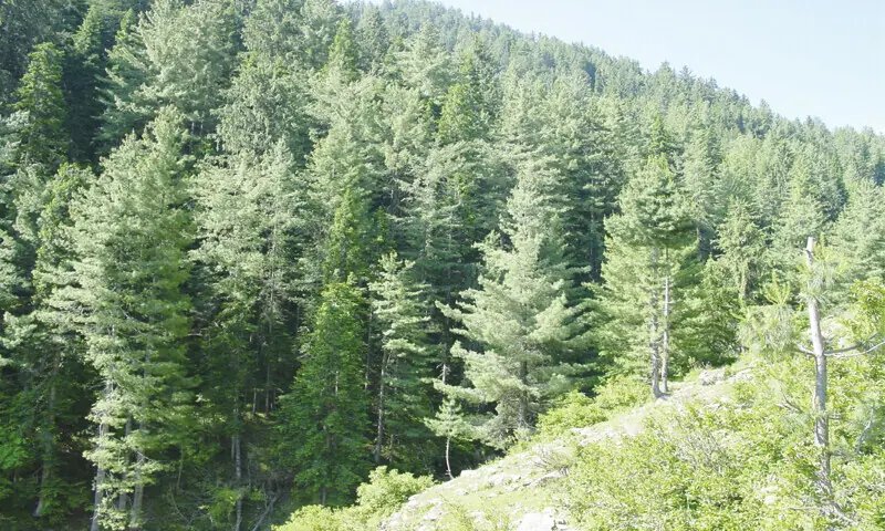 Wildfire engulfs Saleem Bagh forest in Mansehra