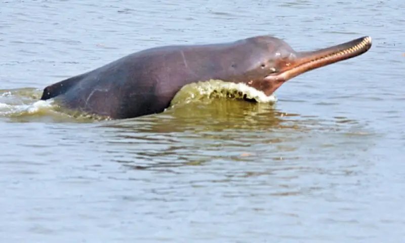 Indus dolphin sanctuary to be set up at Panjnad