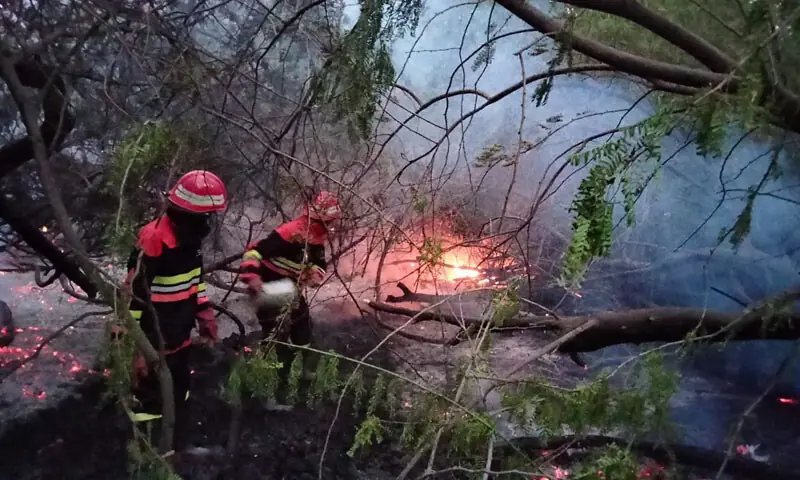 35 acres of Bahawalpur's Lal Sohanra National Park gutted by fire
