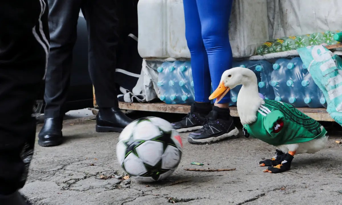 Merlin the duck wins hearts in Mexico for his support of the country's World Cup football team