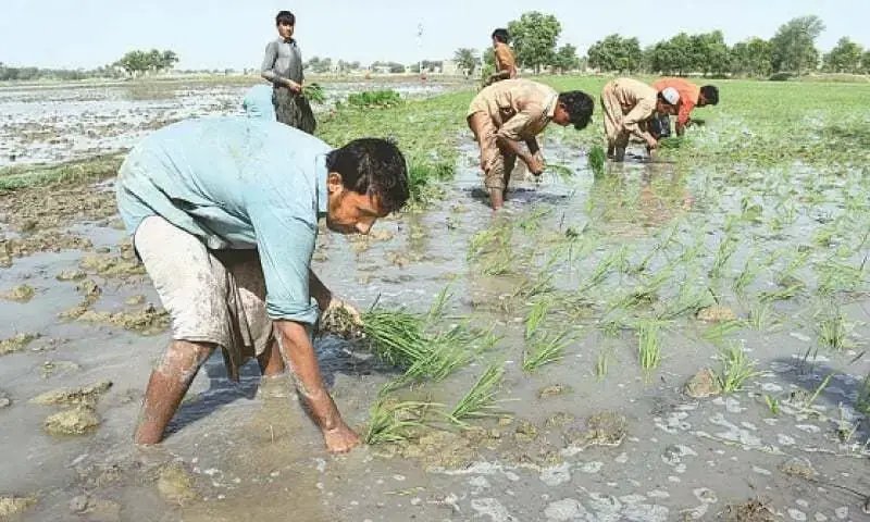 Farmers to get crop-specific climate advisories under FAO plan