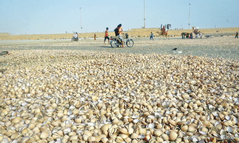 Every monsoon, thousands of seashells wash up on Karachi's shores. Here's why