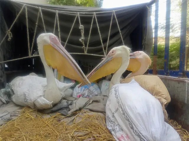 16 pelicans rescued, three alleged poachers held in Jamshoro
