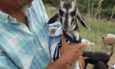 In Kansas City, Messi is the GOAT... at removing unwanted vegetation
