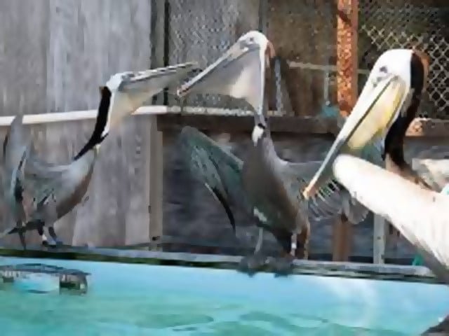 Pelicans' eyes stitched shut in smuggling bid