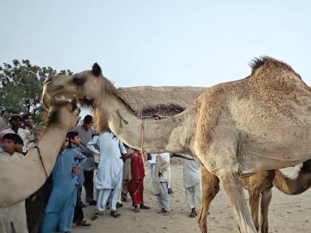 Camel brutality sparks outrage; six booked, two held