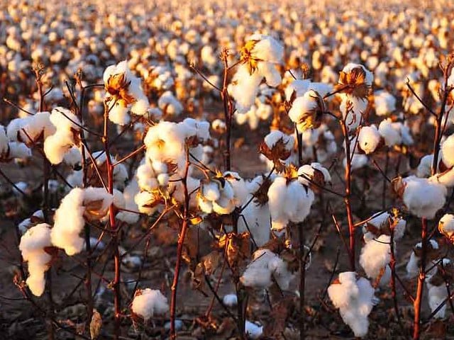 Bahawalpur meets 80% of cotton target