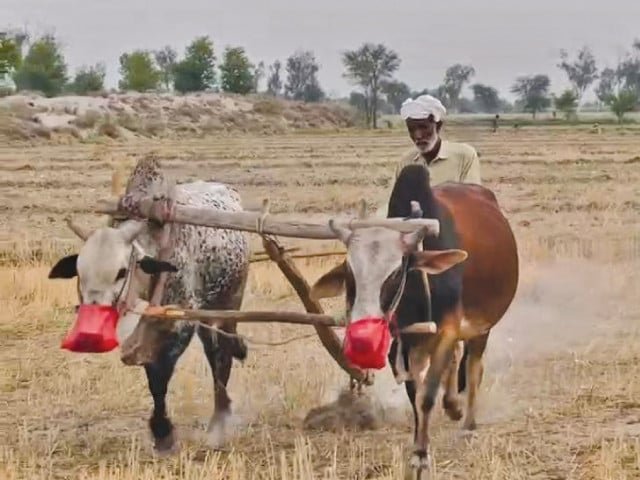 Agriculture grows 2.89% despite devastating floods