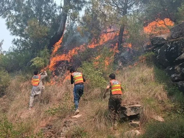 Wildfires ravage Kotli Sattian forests