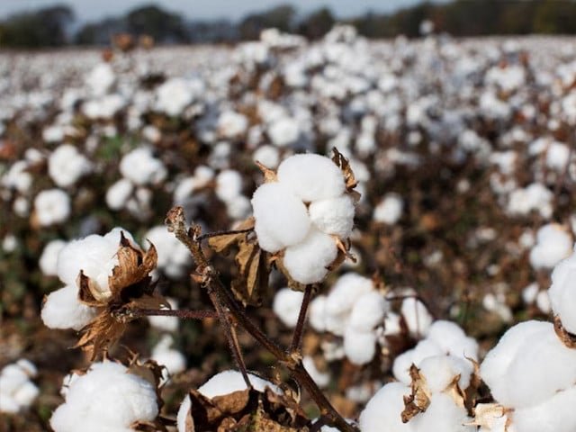 Scientists unravel the history of cotton domestication