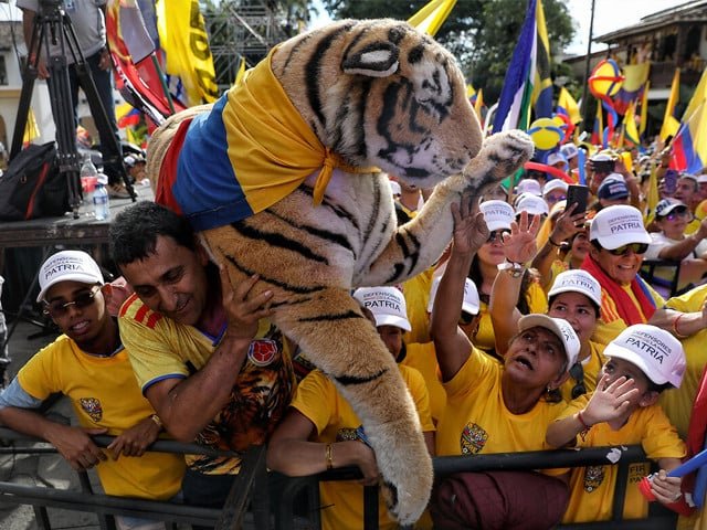 'Tiger' supporters celebrate victory for Colombia's far-right