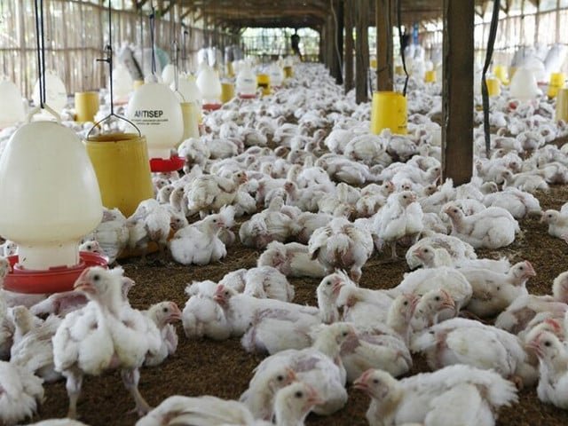 Poultry sector gets no relief in budget