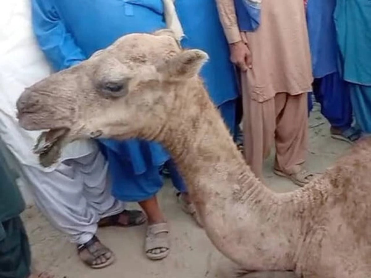Two suspects arrested in camel abuse case after CM Murad orders inquiry