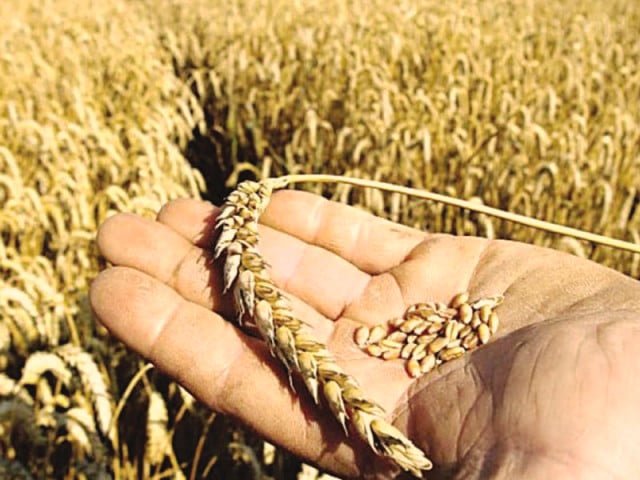 Wheat price surge stokes inflation fears