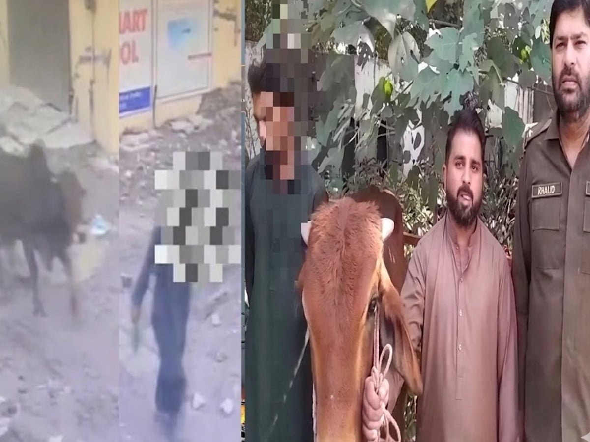 قربانی کیلیے لایا گیا لاکھوں مالیت کا چوری شدہ جانور پولیس نے کیسے تلاش کیا؟